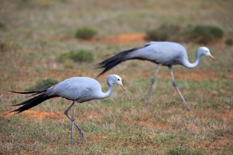 Paradise Crane (Anthropoides paradisea)