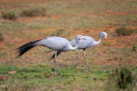 Paradise Crane (Anthropoides paradisea)