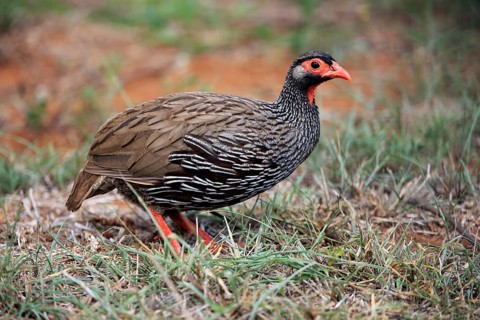 Red-necked spurfowl (Francolinus afer)