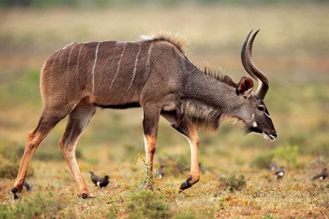 Zambezi greater kudu (Strepsiceros zambesiensis)