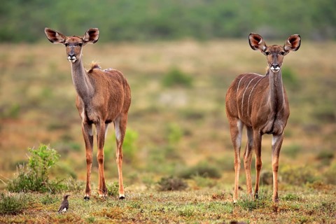 Zambezi greater kudu (Strepsiceros zambesiensis)