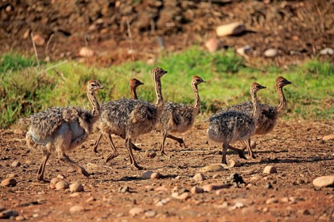 South African ostriches (Struthio camelus australis)