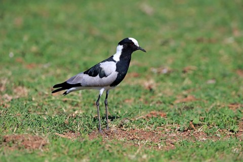 Blacksmith lapwing (Vanellus armatus)