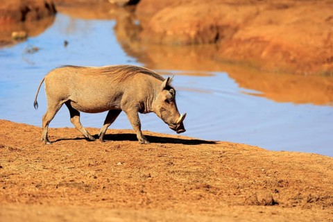 Warthog (Phacochoerus aethiopicus)