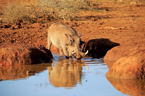 Warthog (Phacochoerus aethiopicus)