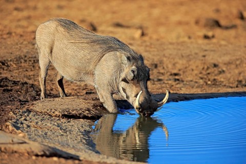 Warthog (Phacochoerus aethiopicus)