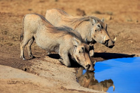 Two warthogs (Phacochoerus aethiopicus)