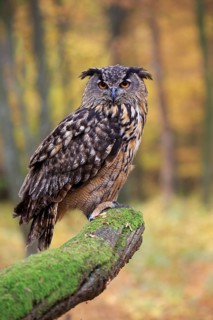 Eurasian eagle-owl (Bubo bubo)