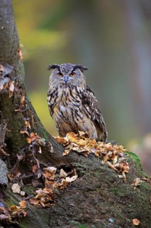 Eurasian eagle-owl (Bubo bubo)