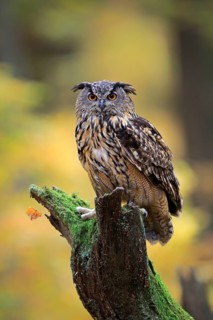 Eurasian eagle-owl (Bubo bubo)