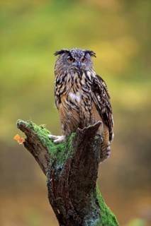 Eurasian eagle-owl (Bubo bubo)