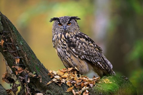 Eurasian eagle-owl (Bubo bubo)
