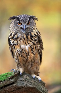 Eurasian eagle-owl (Bubo bubo)