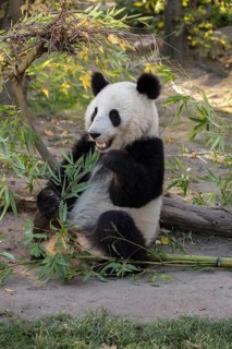 Giant panda (Ailuropoda melanoleuca)