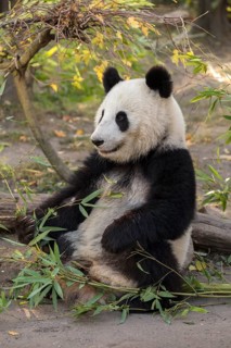 Giant panda (Ailuropoda melanoleuca)