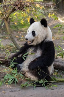 Giant panda (Ailuropoda melanoleuca)