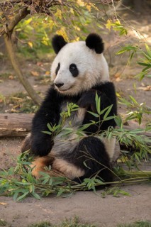 Giant panda (Ailuropoda melanoleuca)