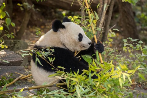 Giant panda (Ailuropoda melanoleuca)