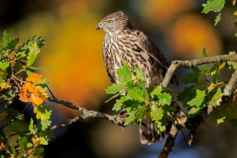 Steppe buzzard (Buteo buteo)