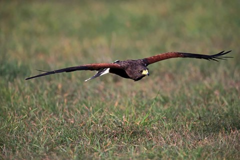 Harris's hawk (Parabuteo unicinctus)