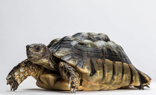 Marginated tortoise (Testudo marginata)