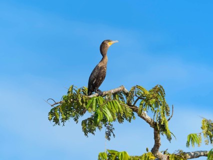 Neotropic cormorant (Phalacrocorax brasilianus) on branch