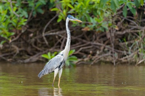 Cocoi heron (Ardea cocoi) in water