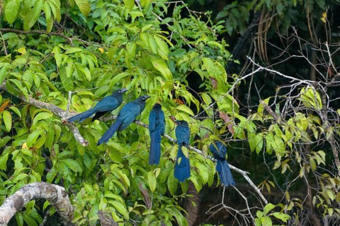 Several greater anis (Crotophaga major) lined up on branch