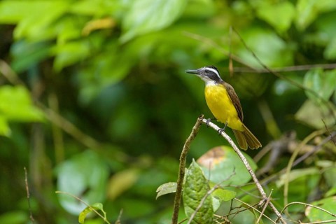 Lesser kiskadee (Pitangus lictor) on branch