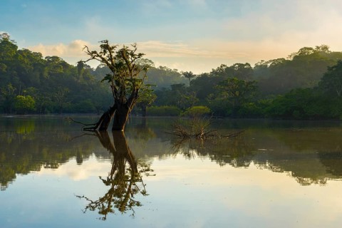 Tree (Macrolobium acaciifolium) reflected in Laguna Grande