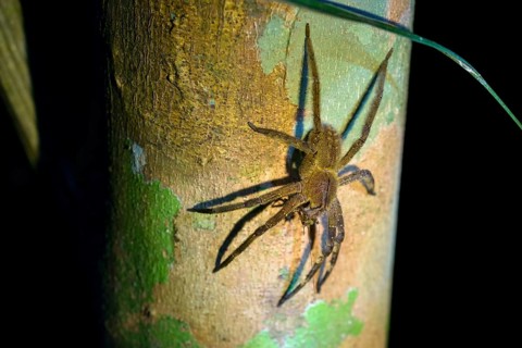 Brazilian wandering spider (Phoneutria spp.)