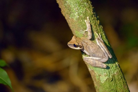Flat-headed Treefrog (Osteocephalus planiceps)