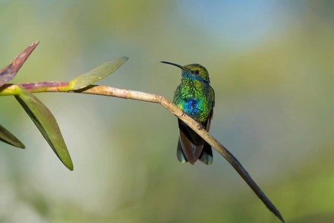 Sparkling violetear (Colibri coruscans)