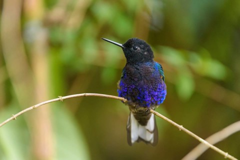 Velvet-purple coronet (Boissonneaua Jardini) sitting on branch