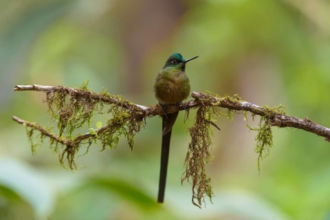 Violet-tailed sylph (Aglaiocercus coelestis)