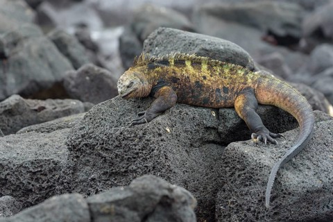 Galapagos marine iguana (Amblyrhynchus cristatus) lying on lava rock