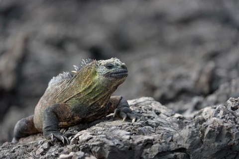Galapagos marine iguana (Amblyrhynchus cristatus) on lava rock