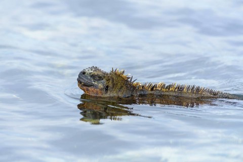 Galapagos marine iguana (Amblyrhynchus cristatus) swimming