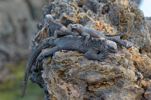 Galapagos marine iguanas (Amblyrhynchus cristatus) lying on top of each other on lava rock