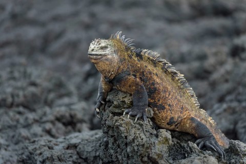 Galapagos marine iguana (Amblyrhynchus cristatus) on lava rock