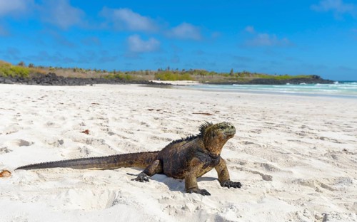 Galapagos marine iguana (Amblyrhynchus cristatus) sitting in sand on beach