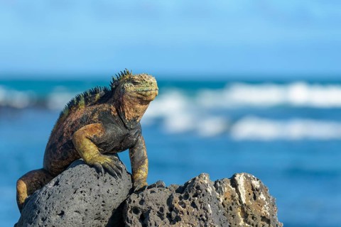 Galapagos marine iguana (Amblyrhynchus cristatus) sunbathing on rock