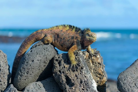 Galapagos marine iguana (Amblyrhynchus cristatus) sunbathing on rock