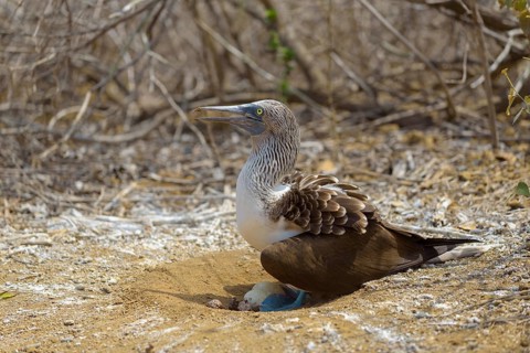 Blue-footed booby (Sula nebouxii) sitting in nest with eggs