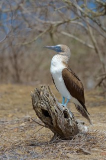 Blue-footed booby (Sula nebouxii) standing on dead wood
