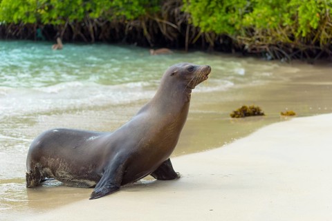 Galapagos sea lion (Zalophus wollebaeki) runs out of the water