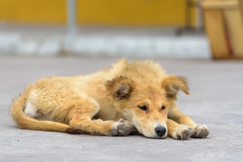 Dog lying on street