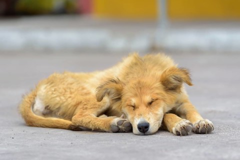 Dog lying on street