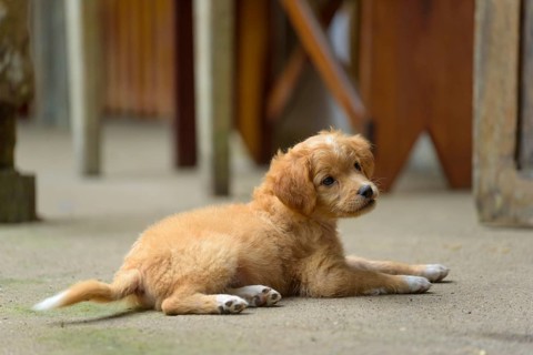 Puppy lying on the ground