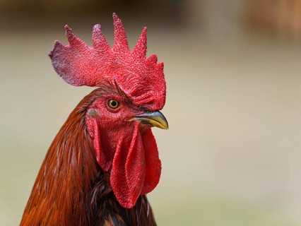 Cock (Gallus gallus domesticus) standing with Crest